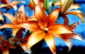 lillies canvas art, floral art pictures, art print floral, floral on canvas, modern art flower, framed flower art