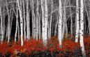 red forest canvas art, red forest wall art